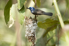 Hypothymis azurea oberholseri