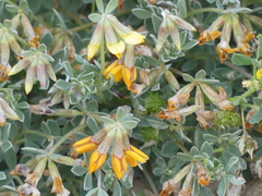 Lotus creticus