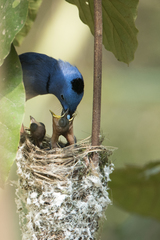Hypothymis azurea oberholseri