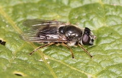 Cheilosia caerulescens