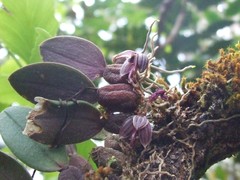 Bulbophyllum turgidum