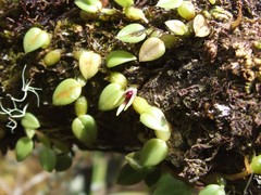 Bulbophyllum depressum