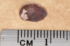 Stomatella impertusa