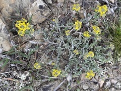 Odontarrhena tortuosa