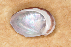 Stomatella impertusa