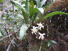Coelogyne hirtella