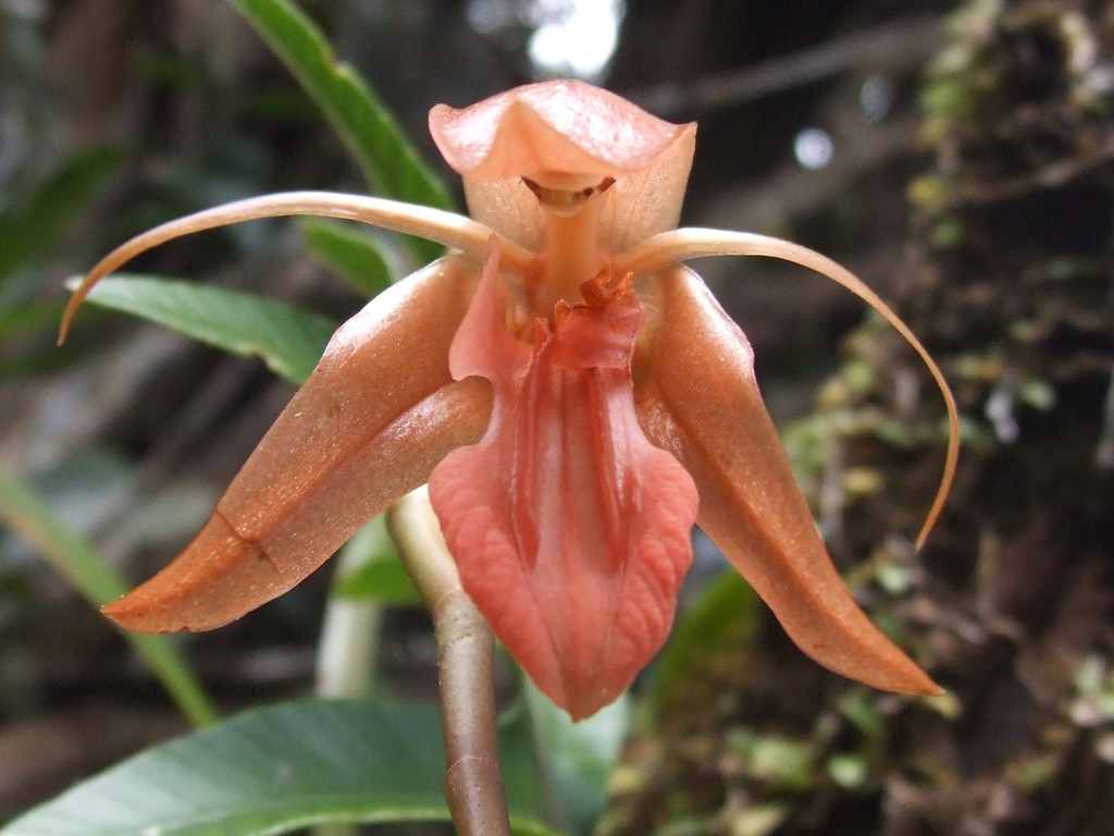 Coelogyne kinabaluensis