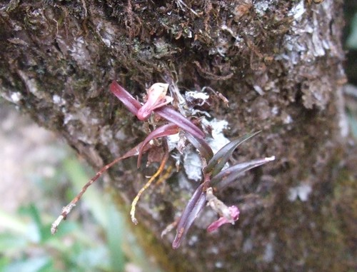 Dendrobium alabense J.J.Wood 4
