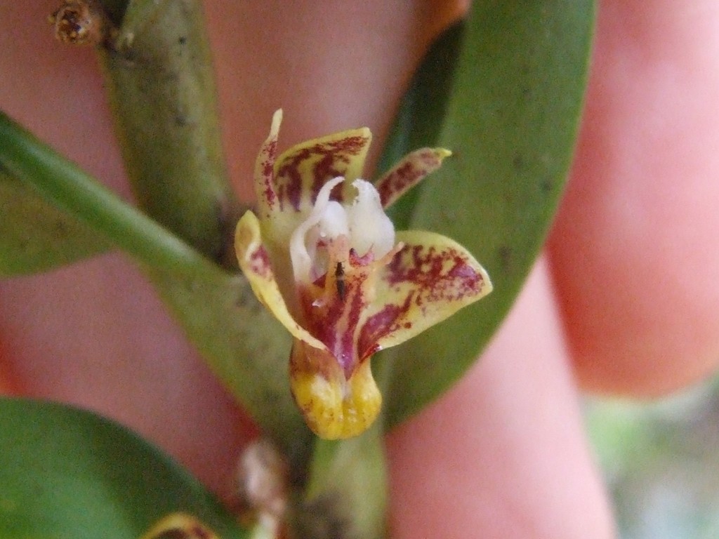 Dendrobium singulare Ames & C.Schweinf. 3