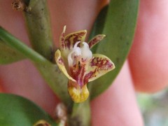 Dendrobium singulare