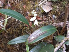 Chelonistele kinabaluensis