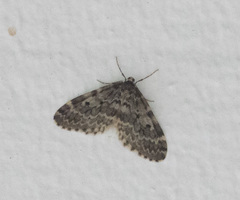 Malacodea pulchraria