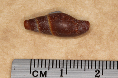 Isara badia
