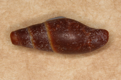 Isara badia