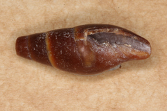 Isara badia