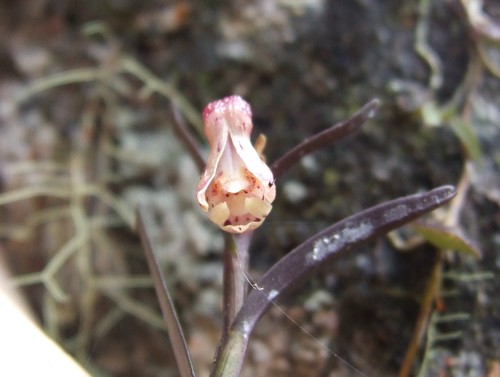 Dendrobium alabense J.J.Wood 3