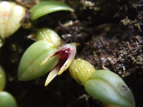 Bulbophyllum depressum