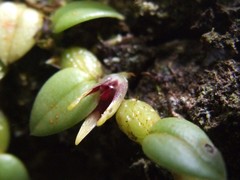Bulbophyllum depressum