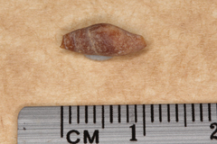 Isara badia