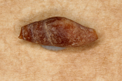 Isara badia