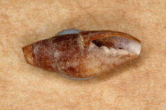 Isara badia