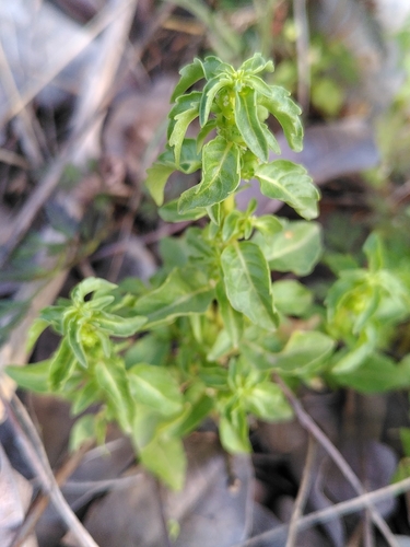 Mercurialis huetii (Mercurialis huetii)