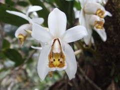 Coelogyne hirtella