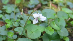 Viola lyallii