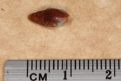 Isara carbonaria