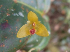 Bulbophyllum dryas
