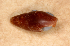 Isara carbonaria