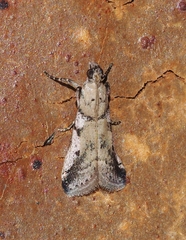 Tracholena sulfurosa