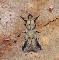 Tracholena sulfurosa