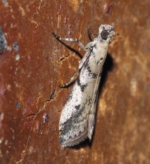 Tracholena sulfurosa