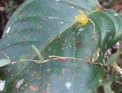 Bulbophyllum dryas