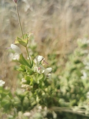 Salvia dominica