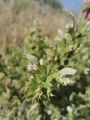 Salvia dominica