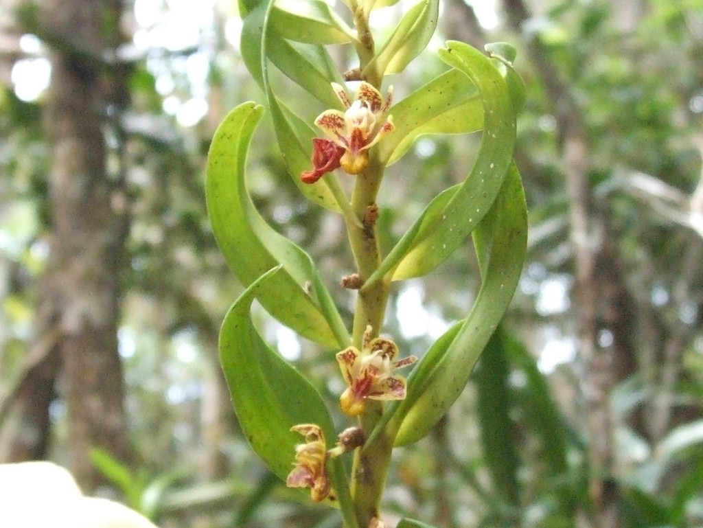 Dendrobium singulare Ames & C.Schweinf. 2
