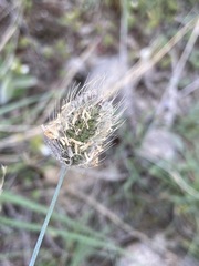 Alopecurus vaginatus