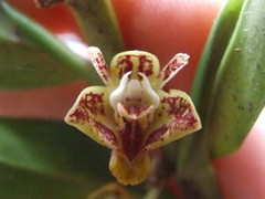Dendrobium singulare