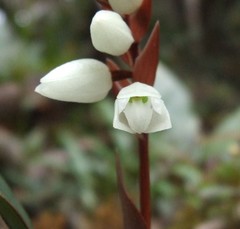 Chelonistele kinabaluensis