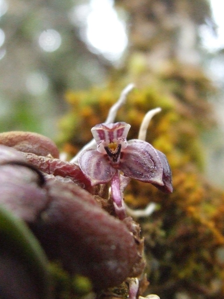 Bulbophyllum turgidum