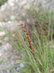 Melica amethystina
