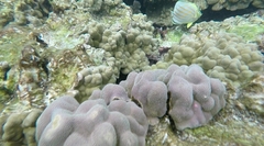 Porites evermanni