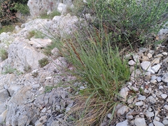 Melica amethystina