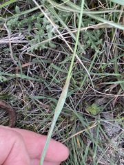 Alopecurus vaginatus
