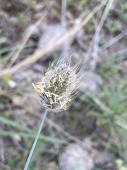 Alopecurus vaginatus