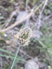 Alopecurus vaginatus