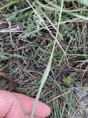 Alopecurus vaginatus