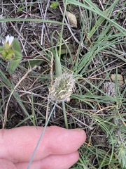 Alopecurus vaginatus